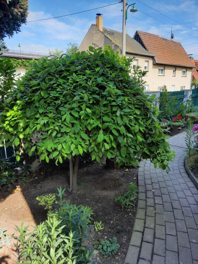 Gaestewohnung Am Thuemmlitzwald Grimma Esterno foto